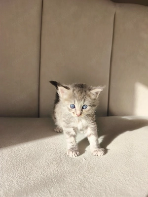 Maine Coon Mix - Neva Masquerade 