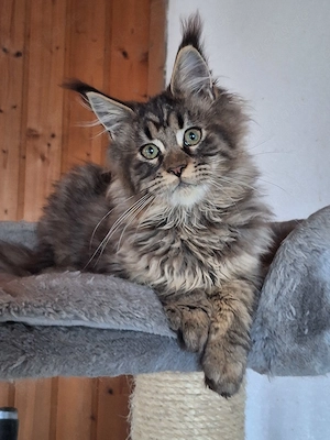 Wunderschöne Maine Coon Kitten