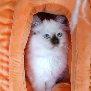 Reinrassige Heilige Birma Kitten