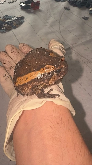 Kaloula pulchra