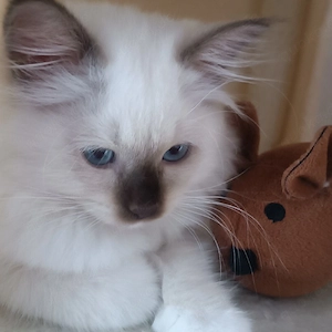 Reinrassige Heilige Birma Kitten
