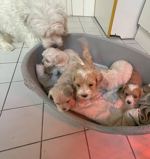 Maltipoo Welpen 