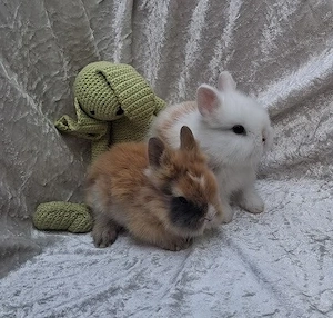 Zutrauliche Mini-Löwenzwerg-BABYS+KASTRATEN! Außen+Innenhaltung. BERATUNG!