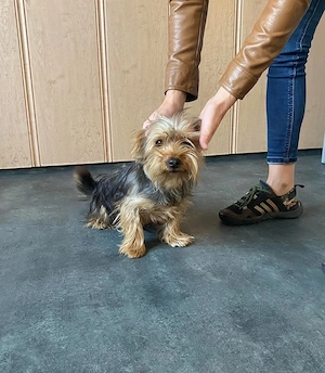 Ricky Martin, zzt. in Ungarn, hat Terrier-Charme: aufgeweckt, mutig, intelligent und menschenbezogen
