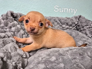 7 Wunderschöne Chihuahua Welpen 