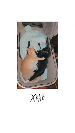süße Katzenbrüder 