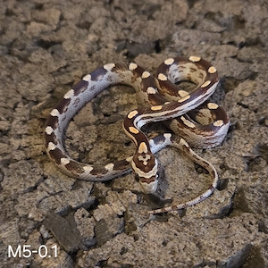 Anery Striped Motley, Hypo Motley, Motley 