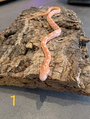 Kornnatter Scaleless Okeetee Babys (Pantherophis guttatus)  privater Hobbyzucht.