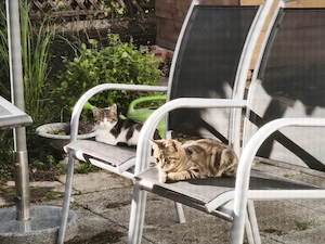 Zwei kleine Katzen suchen gemeinsam ein liebevolles Zuhause 