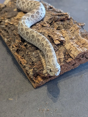 Hakennasennatter (Heterodon nasicus)   0.1 Axanthic 