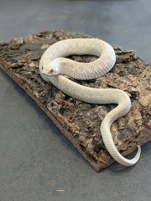 Hakennasennatter (Heterodon nasicus)   1.0 Snow