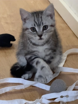 amerikanische Kurzhaar Katzen