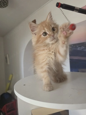 2 zuckersüße Maine-Coon Kater suchen dich