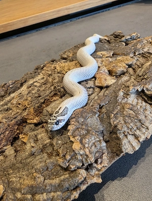 Hakennasennatter (Heterodon nasicus)   1.0 Arctic Super Conda 