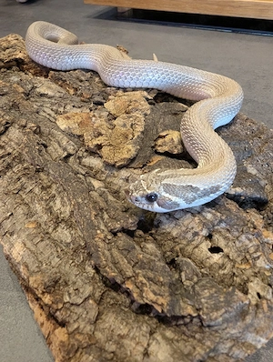 Hakennasennatter (Heterodon nasicus)   1.0 Axanthic 
