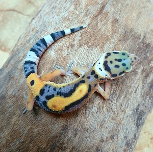 3.0 Leopardgecko Lavender Bold 2026 Eublepharis Macularius