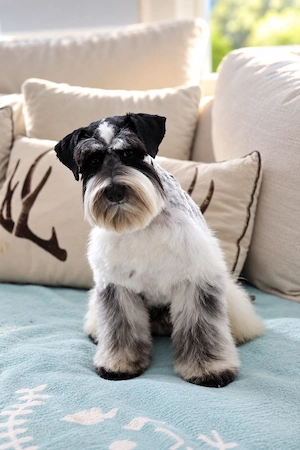 OREO   Ein außergewöhnlicher American Zwergschnauzer 7 Monate Alt Rüde Black Parti Roan