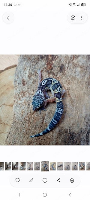 0.2 Leopardgecko Weibchen 2026 Eublepharis macularius 