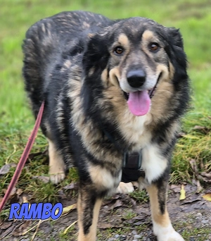 Rambo, 04 22 - süßer Wuschel wartet in 91413 Unternesselbach