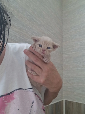 Devon Rex Katerchen kann mit 12 Wochen vor Weihnachten umziehen