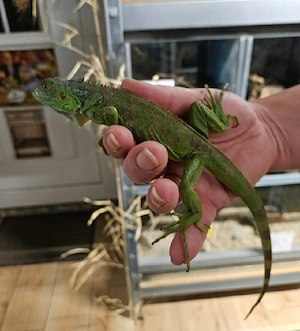 Grüner Leguan Nz 2026