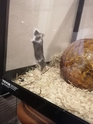Maus Bube sucht ein neues Zuhause 