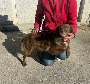 Liebevoller Hundejunge sucht sein Für-immer-Zuhause