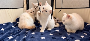   Zuckersüße BKH Kitten  2 Mädchen & 2 Jungen  400   VB    Ab sofort!