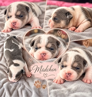 Gesunde&prämierte Französische Bulldoggen der Extraklasse-Gesundheit,Qualität und Charakter vereint