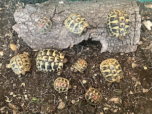 Griechische Landschildkröten - Nachzuchten verschiedene Größen 
