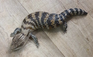 Blauzungenskink - Tiliqua scincoides Tausch möglich