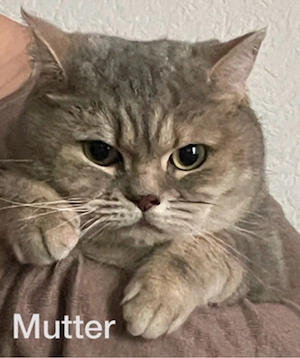 BKH Katze  Bild 3