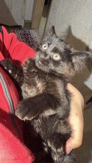 Drei verspielte Kitten suchen ein neues Zuhause   