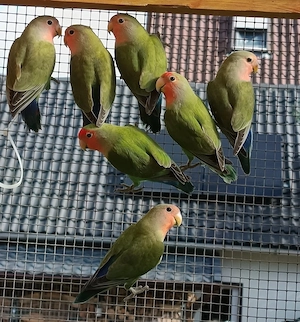 Rosenköpfchen Papageien 