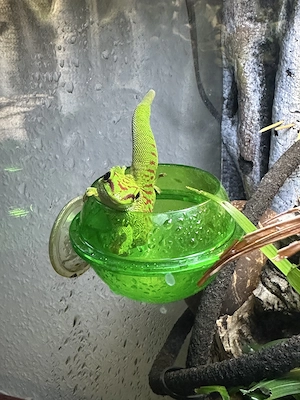 Phelsuma Grandis - Madagaskar Taggecko - weiblich