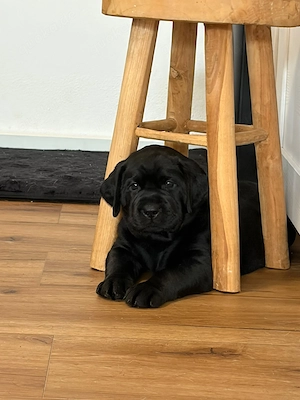 Schwarze Labrador Welpen 