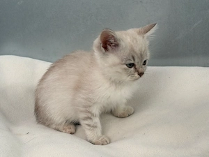 Britische kurzhaarige Katze 