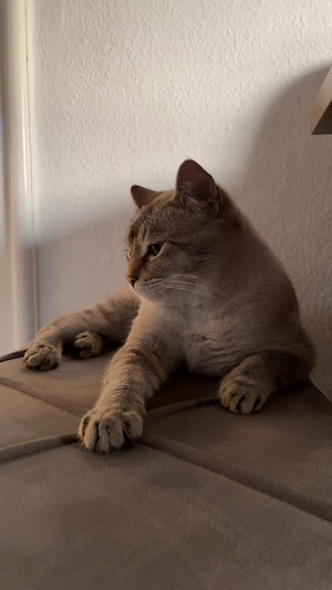 Kater sucht ein liebevolles Zuhause