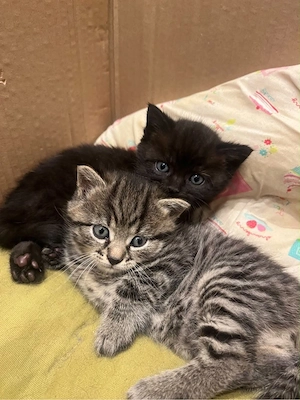 Zwei süße BKH-Mix Kitten 