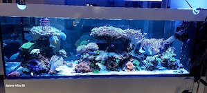 Suche Meerwasseraquarium Auflösung  Übernahme an Fische und Korallen 