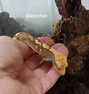 3 Kronengeckos - Correlophus ciliatus