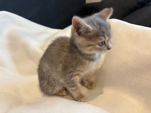 BKH Katze  Bild 2