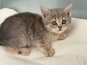 BKH Katze 