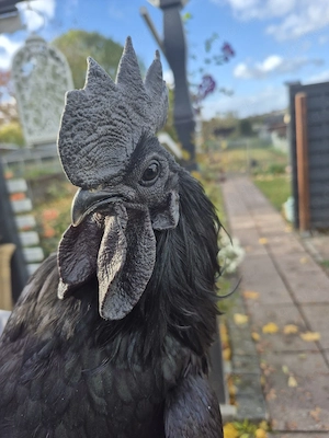 Ayam Cemani reinrassig 