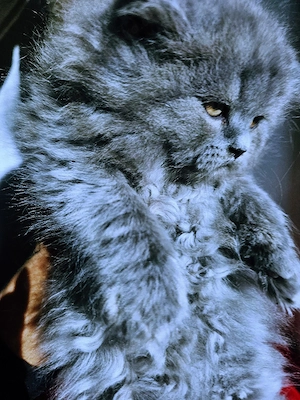 British Longhair Boy   