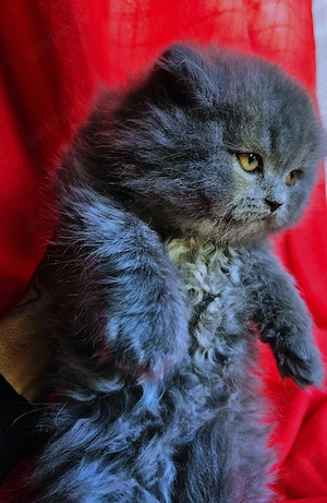 British Longhair Boy   