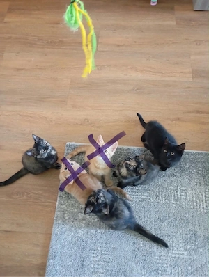 Babykatzen Persermischlinge