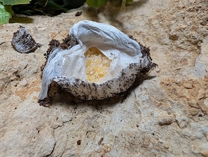 Lasiocyano sazimai nz 