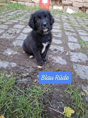 Australian Shepherd x Golden Retriever welpen
