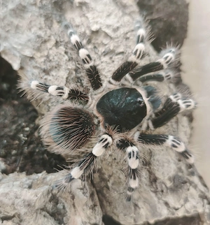 Weißknievogelspinne - Acanthoscurria geniculata